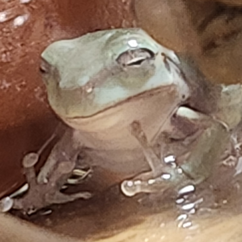 Site hosted by Neocities